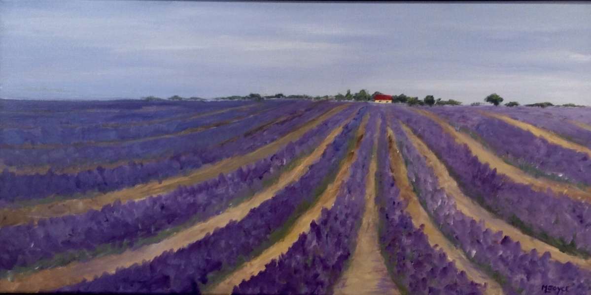 Lavender Fields